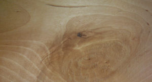 close up of a piece of birch